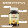 Cordyceps Militaris Extract Capsule - Image 4